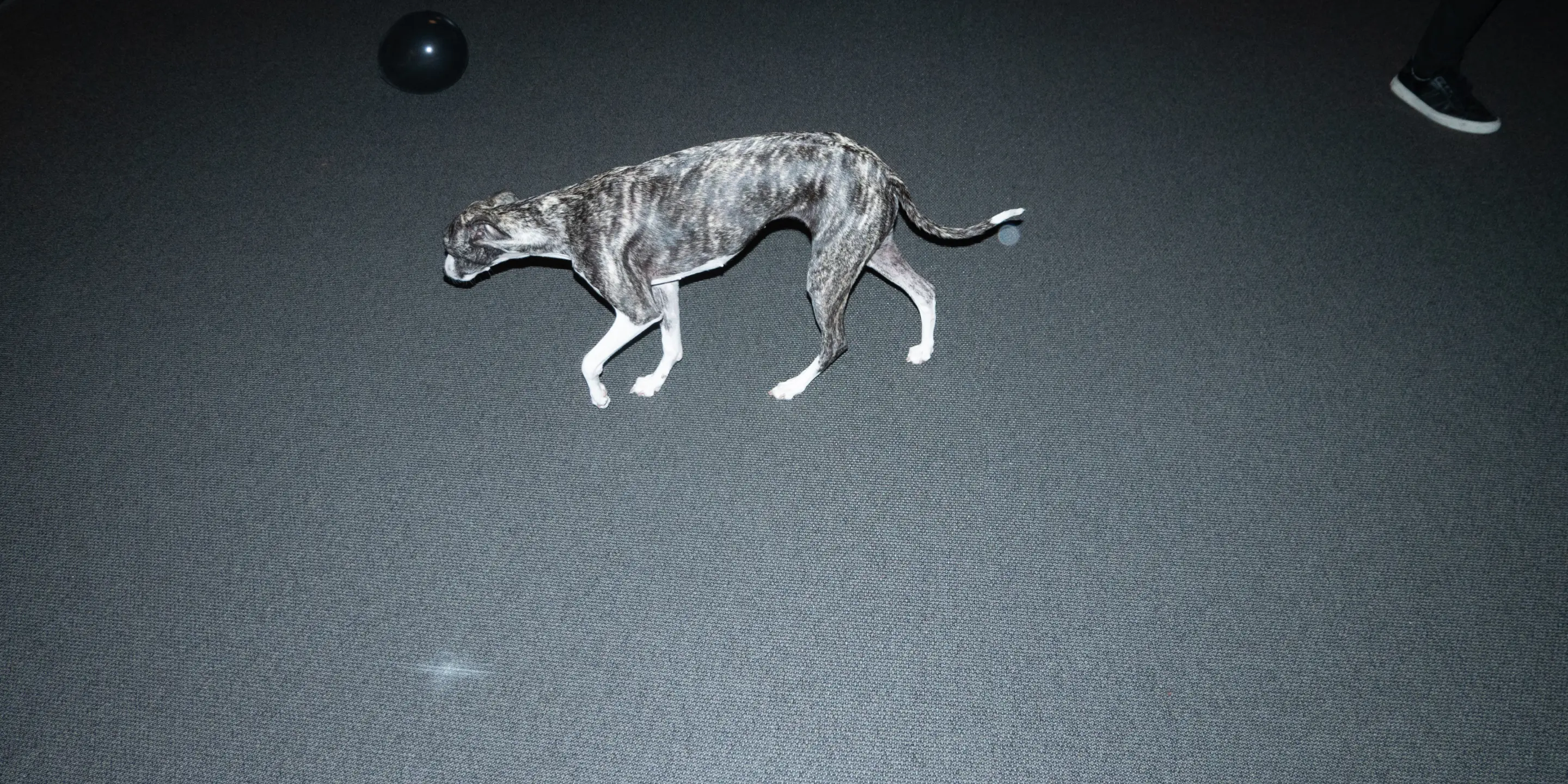 weapp_office_dog_taking_a_walk